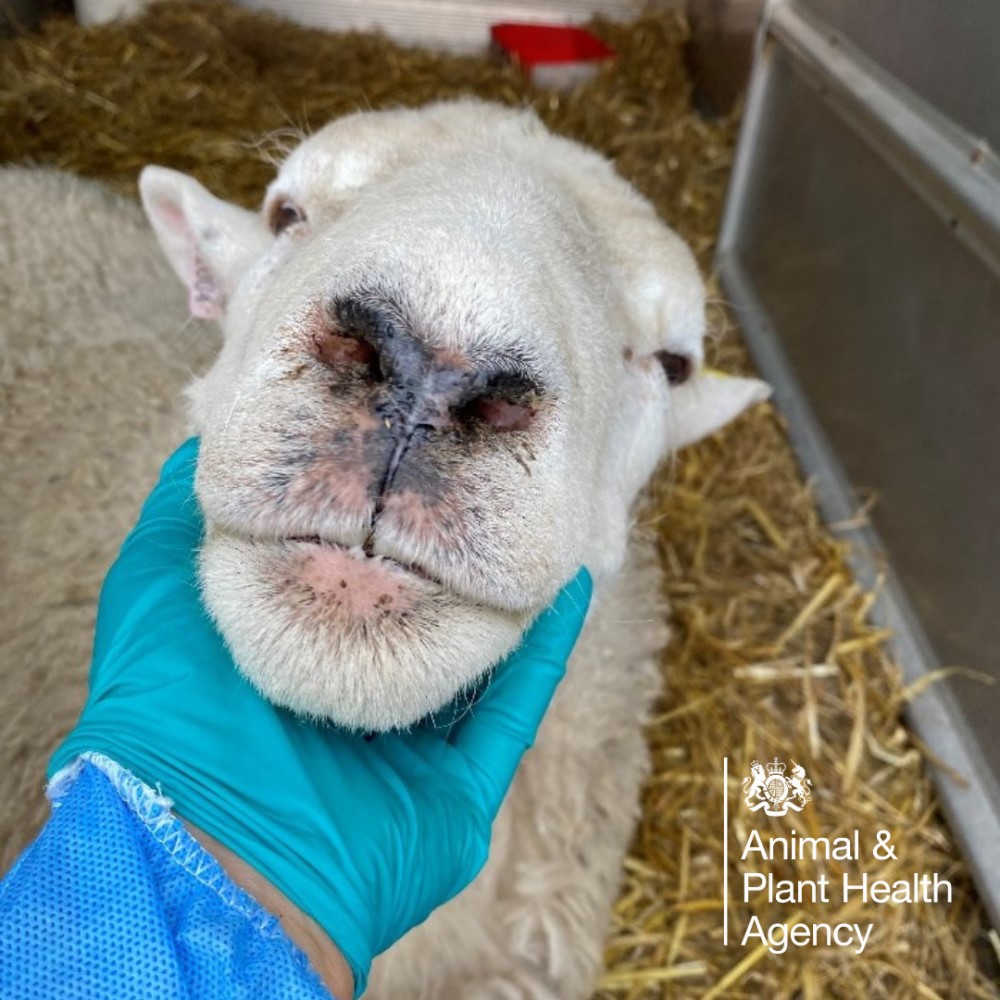 Sheep with crusting round the nostrils